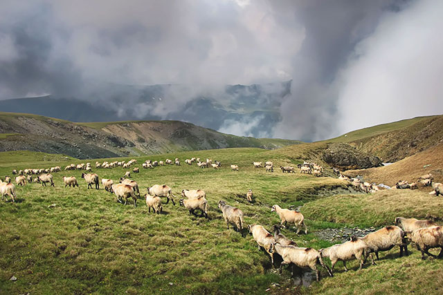 The Carpathians