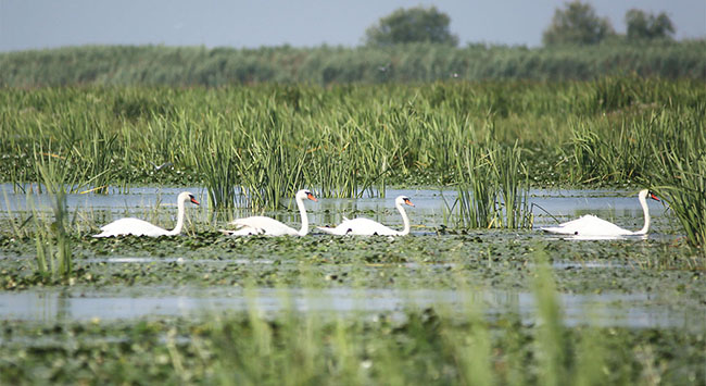 The Danube Delta