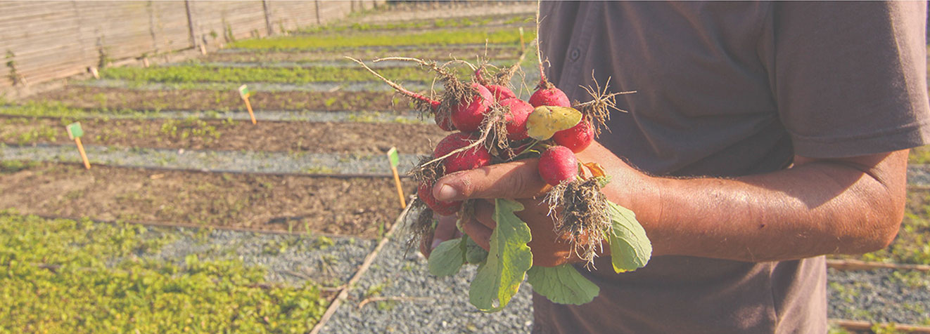 Organischer Gemüse und Kräutergarten