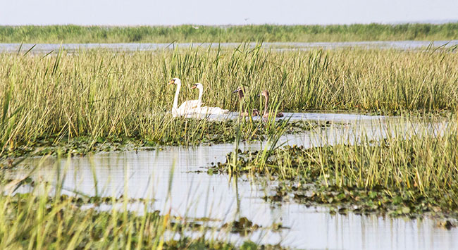 The Danube Delta