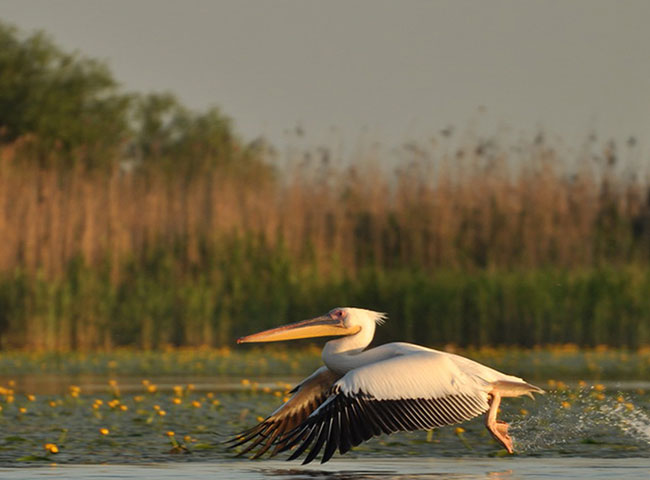 The Danube Delta