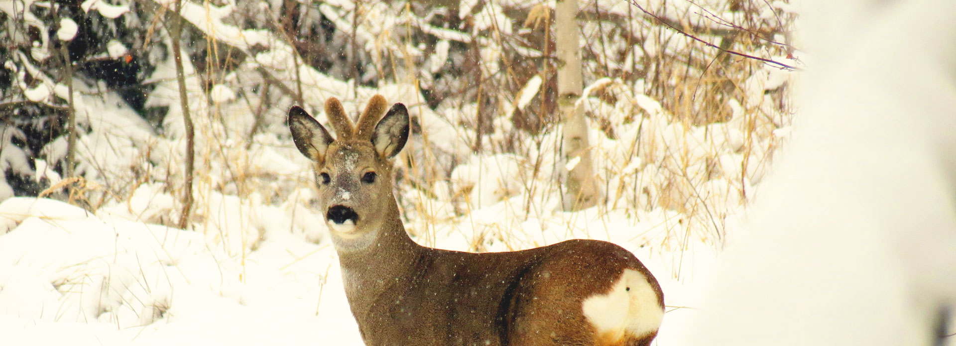 Deer stalking