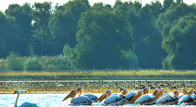 The Danube Delta