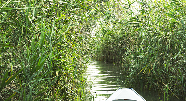 The Danube Delta