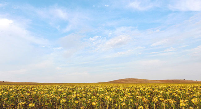 The Danube Delta